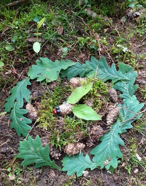 aus Naturmaterialien gelegtes Bild in der Natur