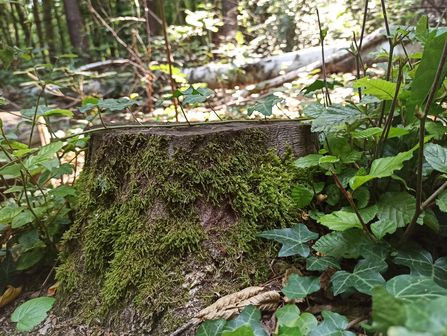 Foto eines Baumstamms im Wald