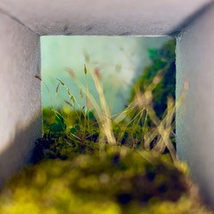 Blick aus kleiner quadratischer Papp-Box auf Waldboden
