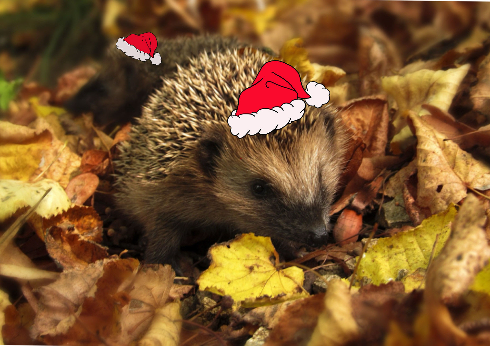 Zwei Igel mir roter Weihnachtsmannmütze, die auf buntem Laub sitzen