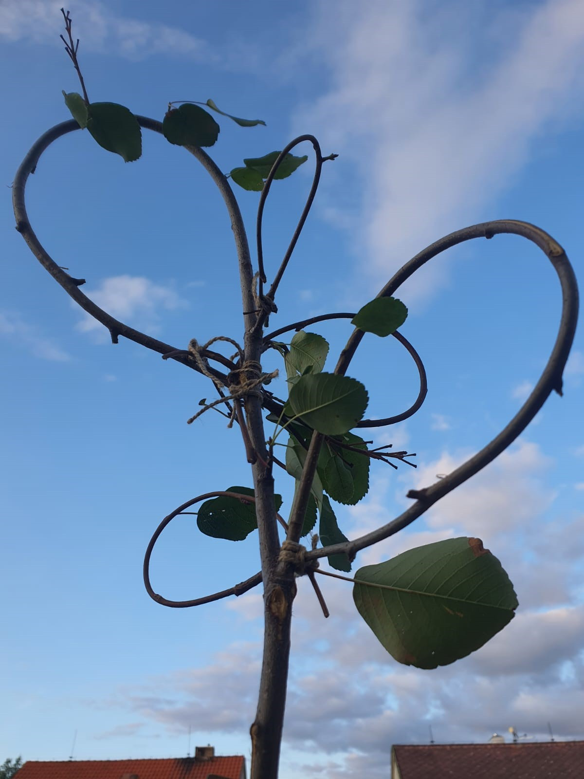 Aus Ästen und Zweigen geknotetes Kunstwerk mit Blättern daran vor blauem Himmel