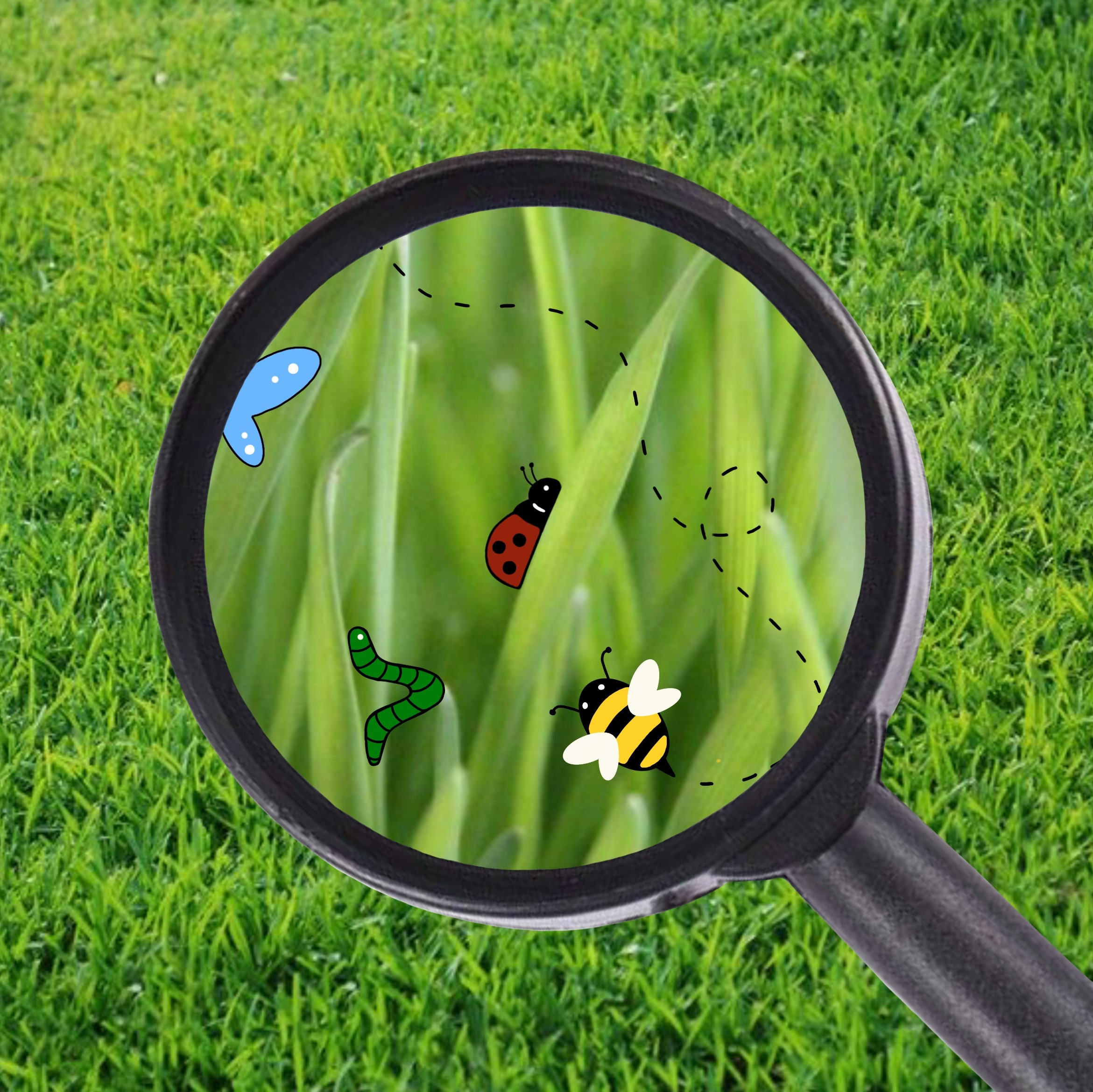 Verschiedene Insekten, die mit einer Lupe in der Wiese entdeckt werden.