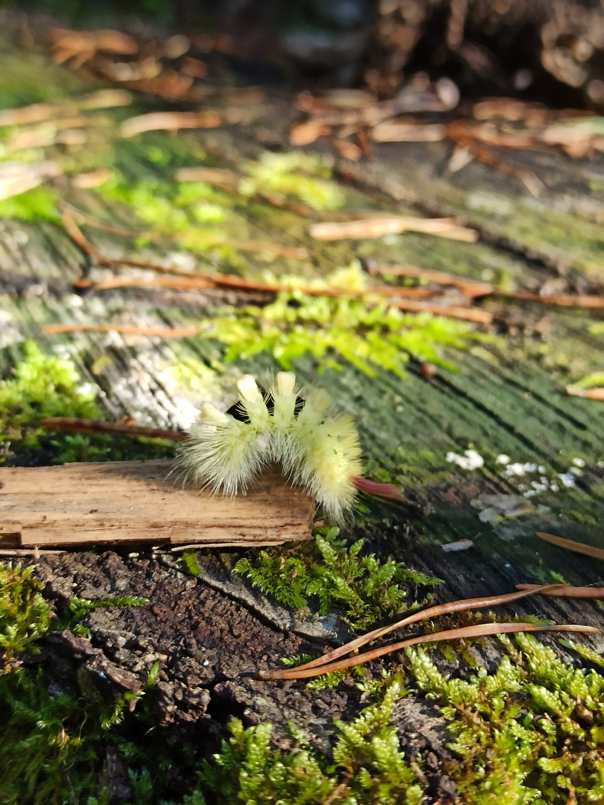 Eine flauschige hellgelbe Raupe klettert im Wald auf dem Boden herum.