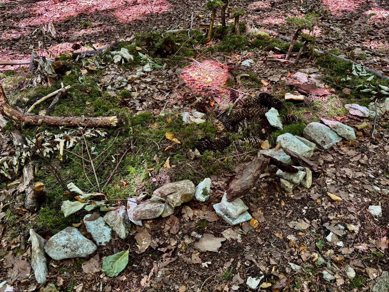 Bunte Blätter liegen nach Farbe sortiert auf dem Waldboden.