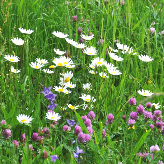 Foto von einer sonnigen Wiese unter anderem mit Gänseblümchen