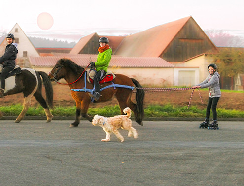 Reiterin auf Pferd mit Halteband für Kind auf Inlineskatern; freudiger Hund begleitet das Duo