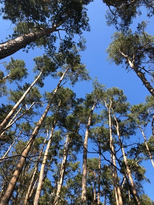 Foto von Baumwipfeln vor blauem Himmel