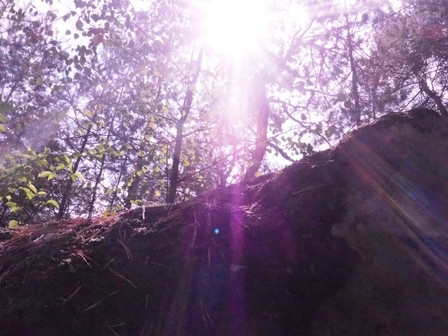 Foto eines Stück Waldes im Sonnenlicht